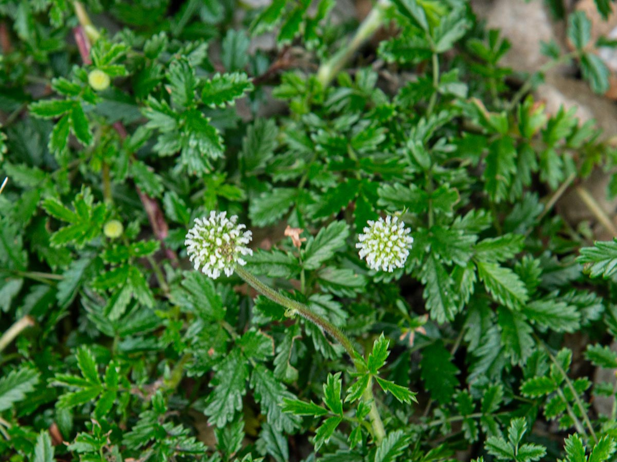 Blüten
